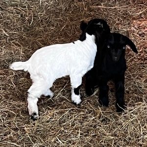 Meet your Posher, Jeff